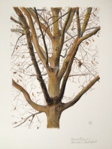 Mercer Oak 2.0, colored pencil ©2014 Catherine Gowen