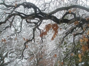 Icy Fretwork (Mapleton Preserve), photo, ©2013 Tari Panteleo